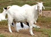 肉羊 山东肉羊养殖基地 肉羊种羊 山东肉羊最新价格